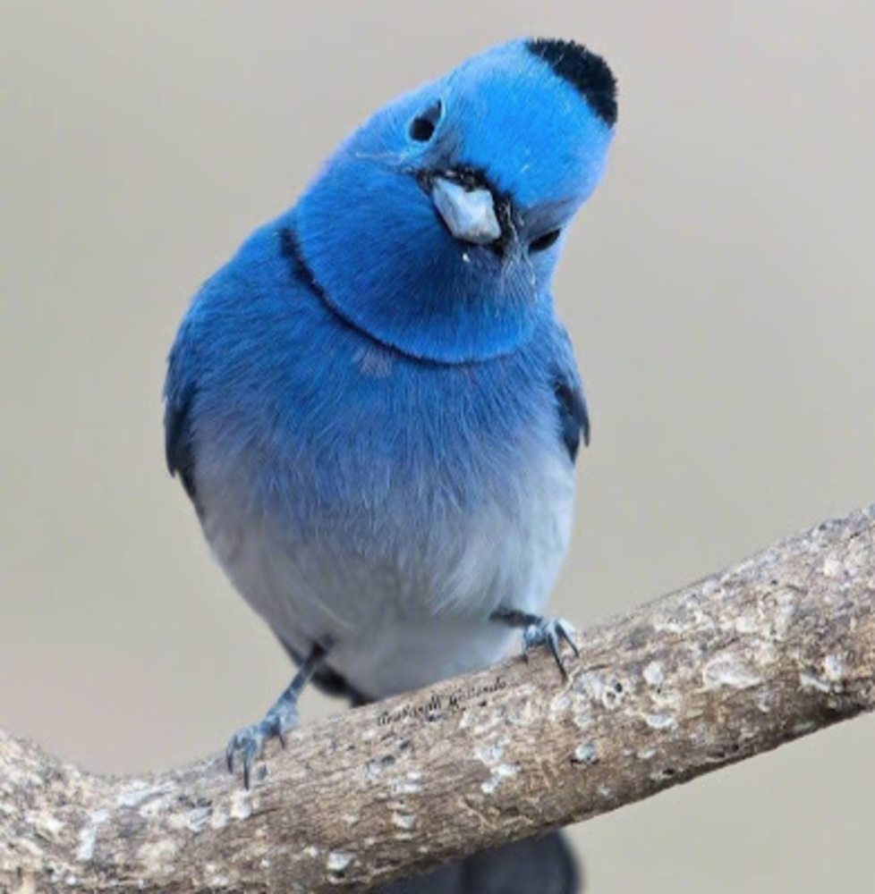 Meet your Posher, Babyface